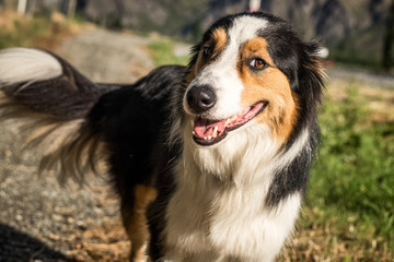 brown white dog border collie