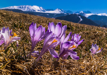 Szafran Spiski - krokus w gorach