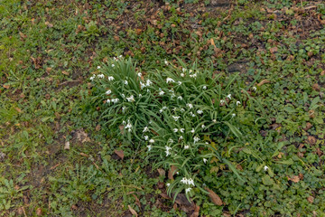 Obraz premium White snowdrop flower, close up, First spring Galanthus flowers. Beautiful Nature scene with blooming White snowdrops flowers growing on ground outdoors, macro. Herbaceous perennial plant snowdrop