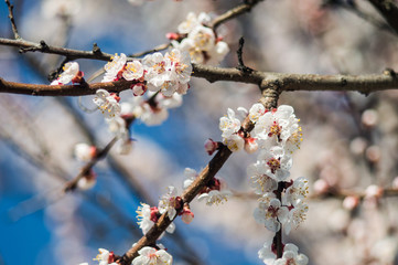 Apricot flowers with white and red petals