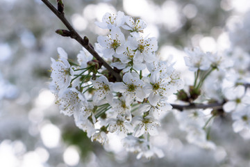 Kirschblüten am Baum mit unscharfen Blüten im Hintergrund