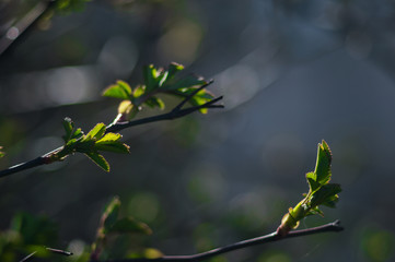 First green leaves on branch of tree