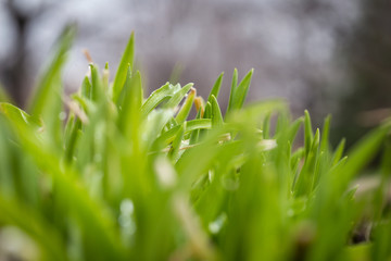 green grass with early morning dew 