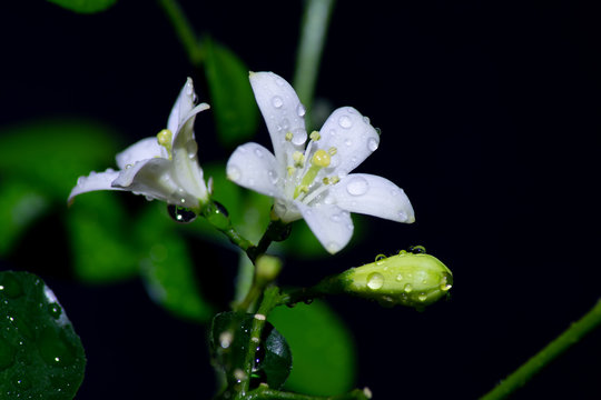 A blooming white flower with water drops on a black background. Muraya Blossom