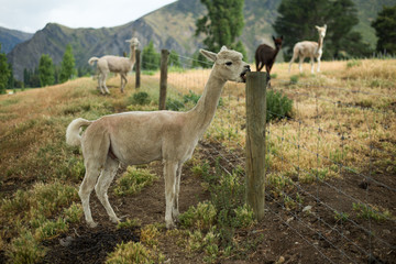 Fototapeta premium llama in the grass