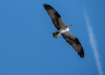 Osprey flying with wings spread on blue sky, florida, fish hawk, low viewpoint 