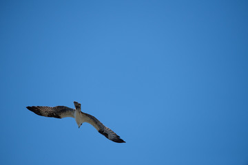 Osprey flying on blue sky with copy space 