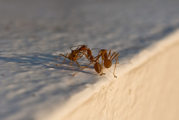 Ants on a Wall at White Buddha Statue, Pai, Thailand, Asia