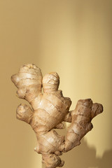 Ginger root, yellow background, noon sunlight, shadow. Healthy eating concept: superfood, immune system booster, antioxidant. Natural antiseptic remedy: anti-viral against cold and seasonal infection.