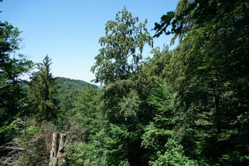 pine trees in the forest