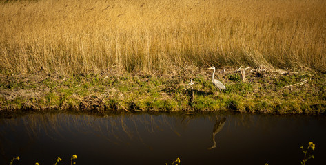 White stork, Ciconia near water, dutch wild nature