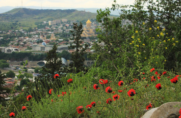 Blooming poppies over the city of Tbilisi.