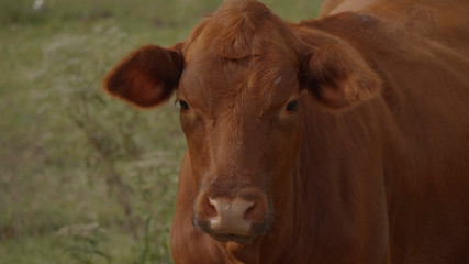 Cows and Cattle on a farm close up shot - USA 2017