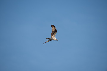 Low view, Osprey, fish hawk in air, white space