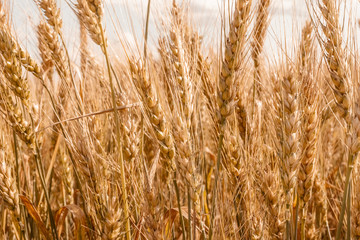Golden ripe cereal, background, close-up