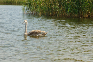 beautiful young swan swims against the background of reeds 