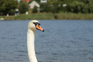 closeup swan head on a lake background  