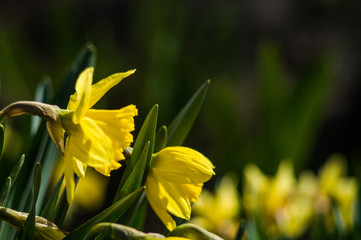 Yellow daffodils closeup on blurred background