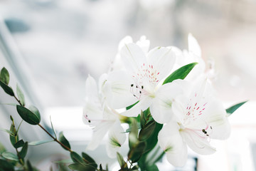 White alstroemeria with eucalyptus branch flower in the small bottle