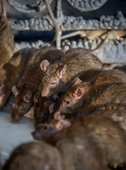 Red rats drinks milk in Shri Karni Indian temple.
