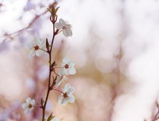 Blooming cherry plum in the park.