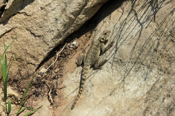 Georgia. Little lizard on the rocks.