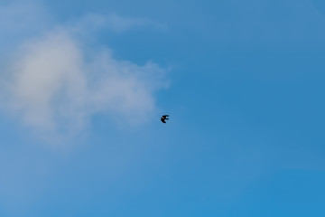 Fototapeta na wymiar Blue sky with black raven and cloud
