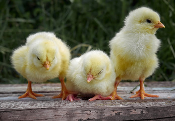 Small chicken closeup on background.