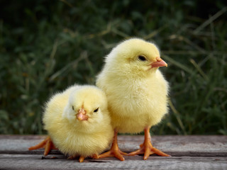 Small chicken closeup on background.