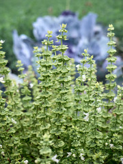 Green basil in the garden.