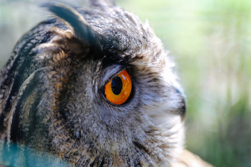 Naklejka premium portrait of short-eared owl close up