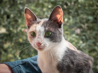 Portrait of cat in the hands.