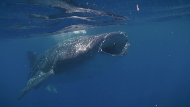 Tiburon Ballena 