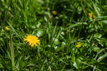 Yellow dandelions closeup on blurred background