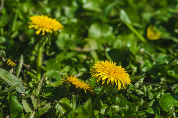 Yellow dandelions closeup on blurred background