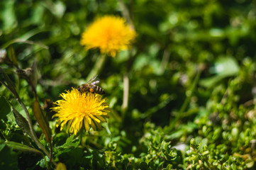 Yellow dandelions closeup on blurred background