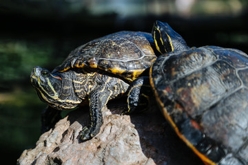 Obraz premium Yellow headed temple turtle, Hieremys annandalei, Geoemydidae on the ground.