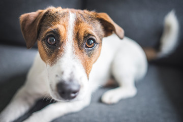 jack russell terrier puppy