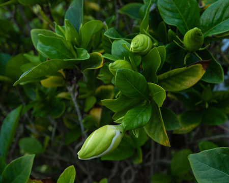 Gardenia buds about to bloom into flowers