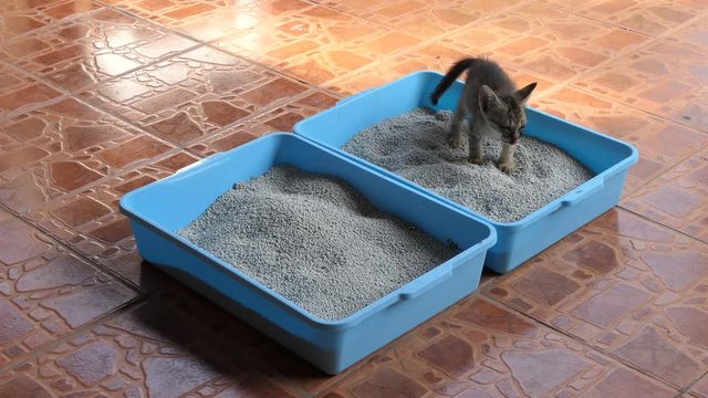 Cat dispose in litter box