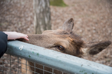 A deer reaches out to a visitor at the zoo. The animal wants affection and communication.