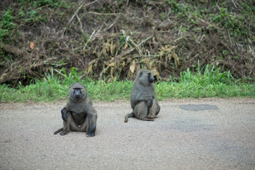 baboons sitting on the ground