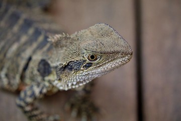 Nahaufnahme Leguan