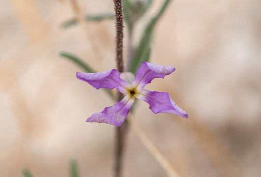 Lavender cross shaped cruciform flowers with curled petal tips of evening scented stock (Matthiola longipetala), a non native invasive weed