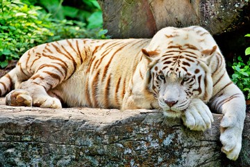 bengalischer Tiger