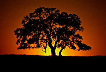 Sunset silhouettes large valley oak tree, Central Valley, California