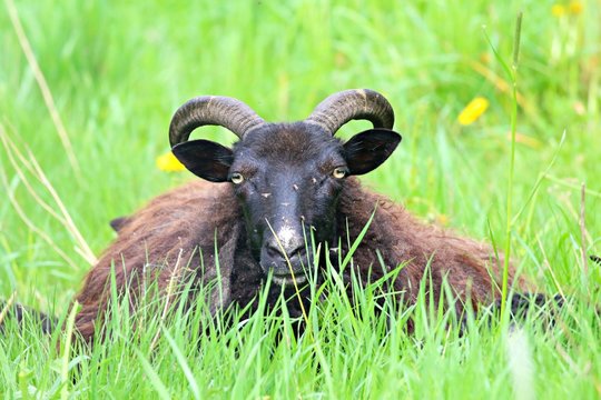 「Rammen」の画像 - 2,060 件の Stock 写真、ベクターおよびビデオ | Adobe Stock