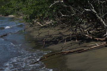 beach and sea and trees 