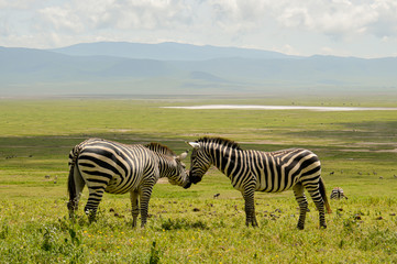 Fototapeta na wymiar Zebra couple 