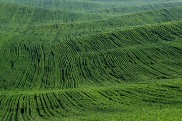 Crops of wheat in the fields in spring. Green wheat in the hills. Morning in the field.